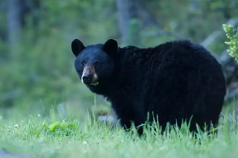 black bears in the smoky mountains