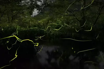 Light display at Smoky Mountain fireflies event