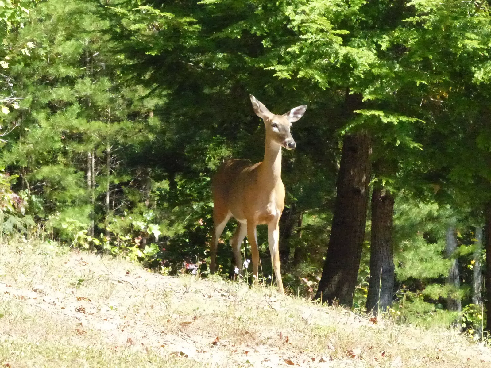 BULLWINKLE