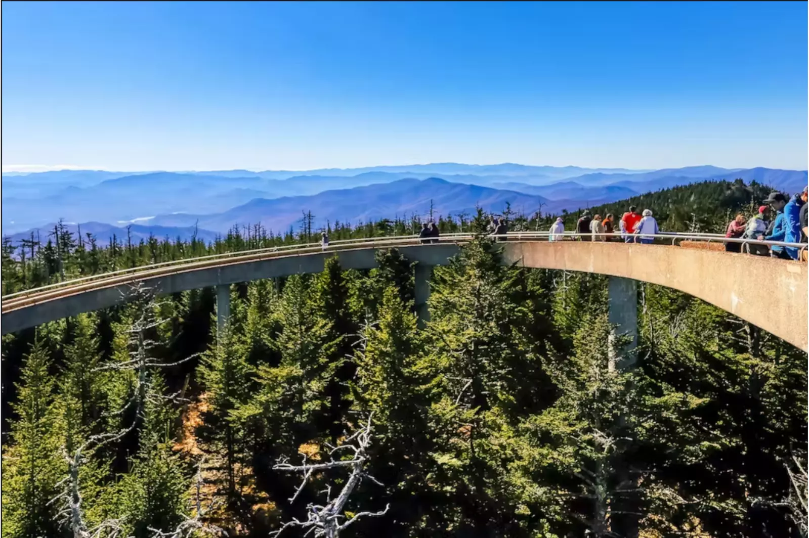 TREETOP VIEWS