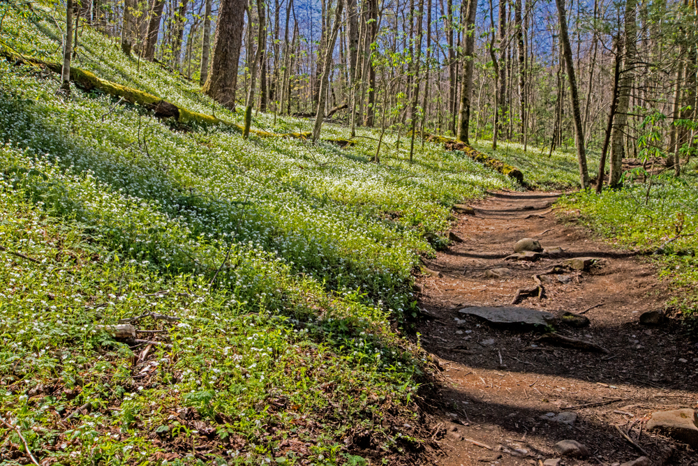 Porters Creek Trail surrounded by wildflowers