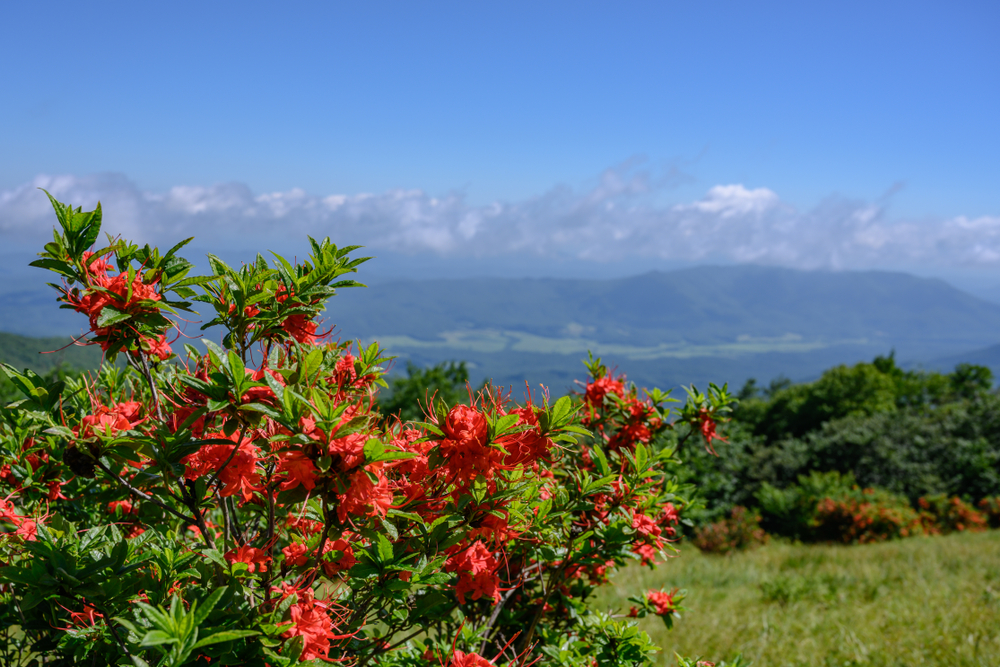 flame azalea on Gregory Bald