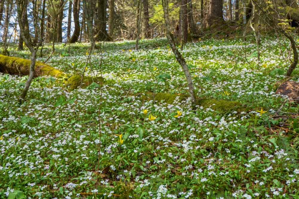 forest floor covered in Smoky Mountain wildflowers